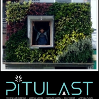 pitulastman
